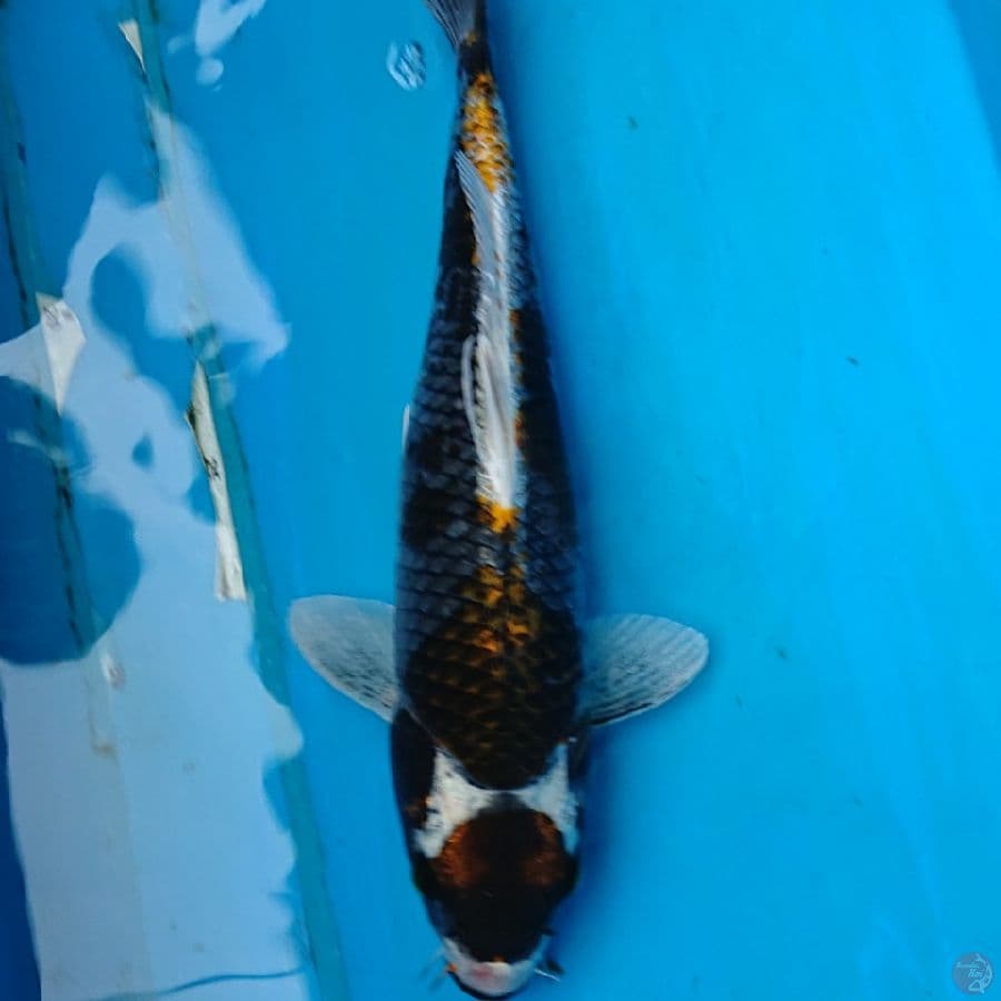 KABUTO 30 CM