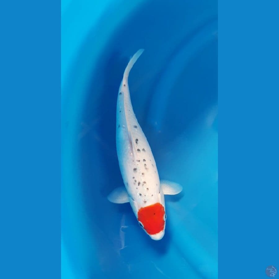SHUKUFUKU 1 - Tancho Ghosiki 35cm/f⁶