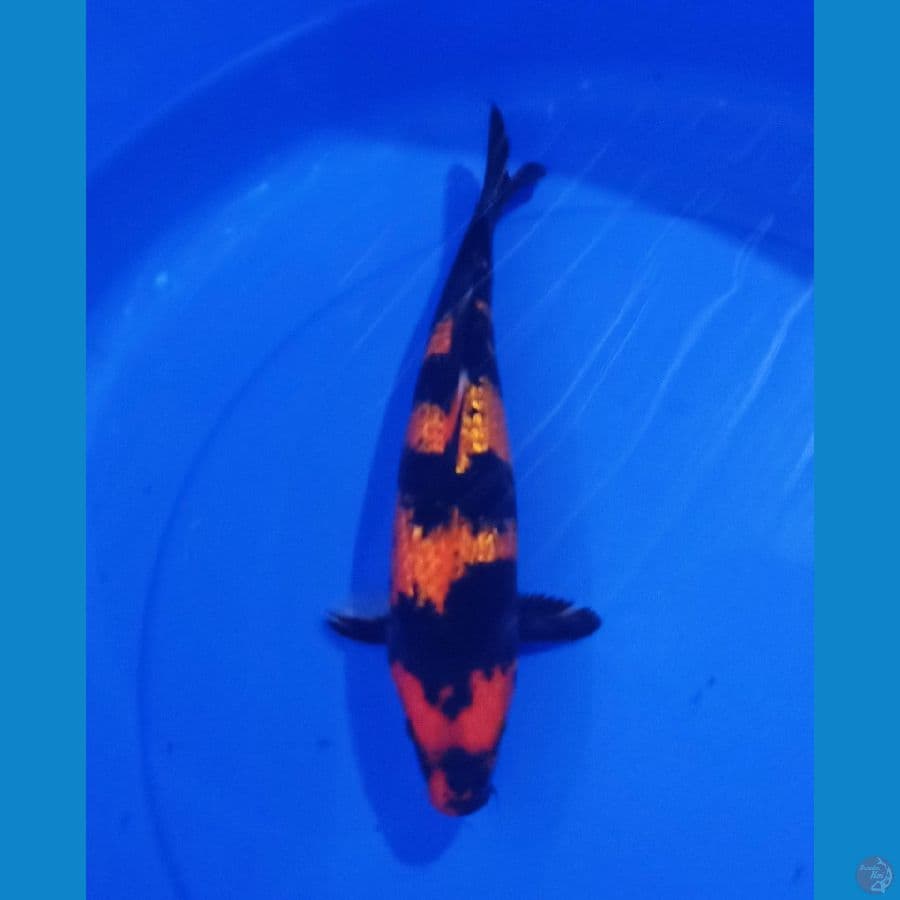 30cm ginrin hiutsuri sq