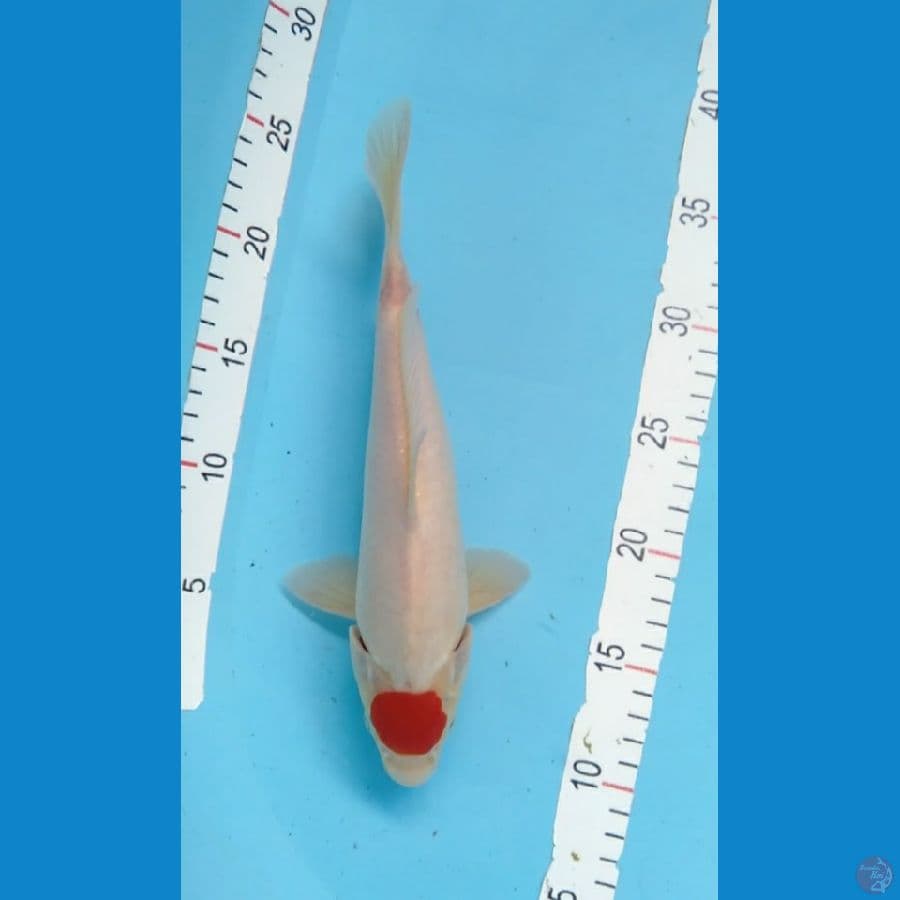 Tancho Kohaku M 28cm
