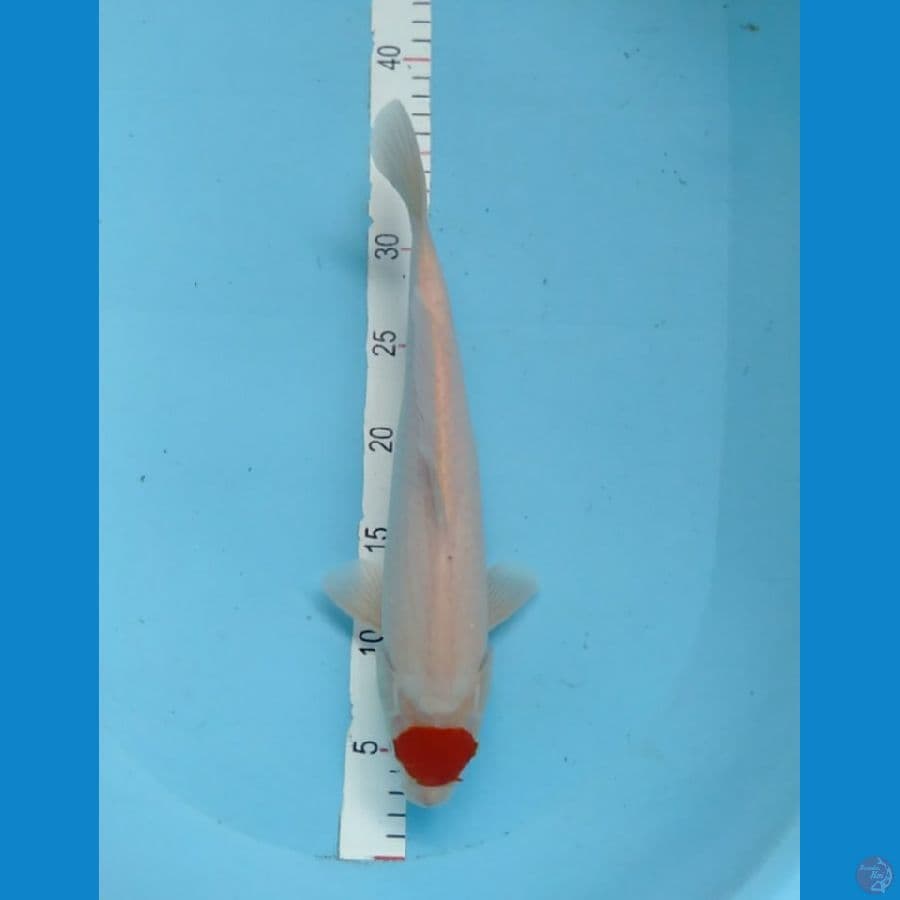 Pentol korek M 34cm
