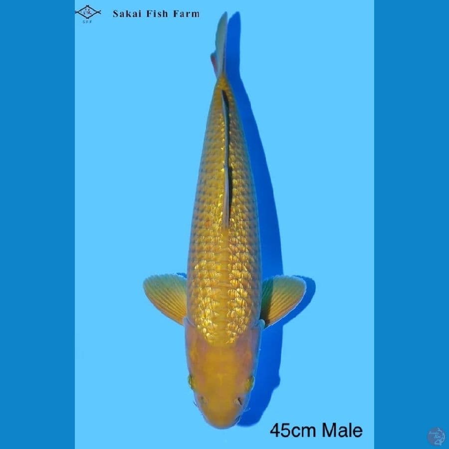 Chagoi Ginrin certy Sakai FF 45cm Male