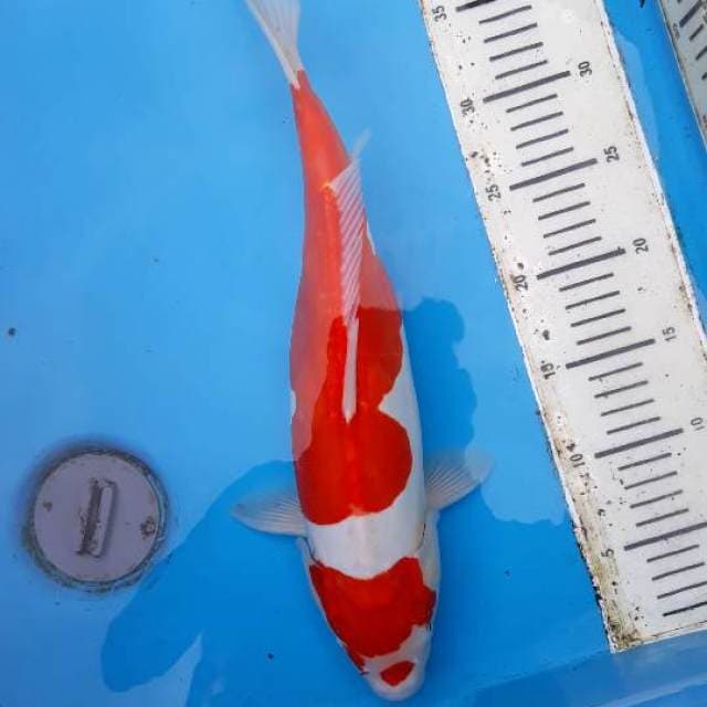 Kohaku doitsu merah