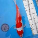 Kohaku doitsu merah 