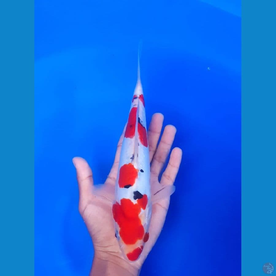 Doitsu 25 cm female~