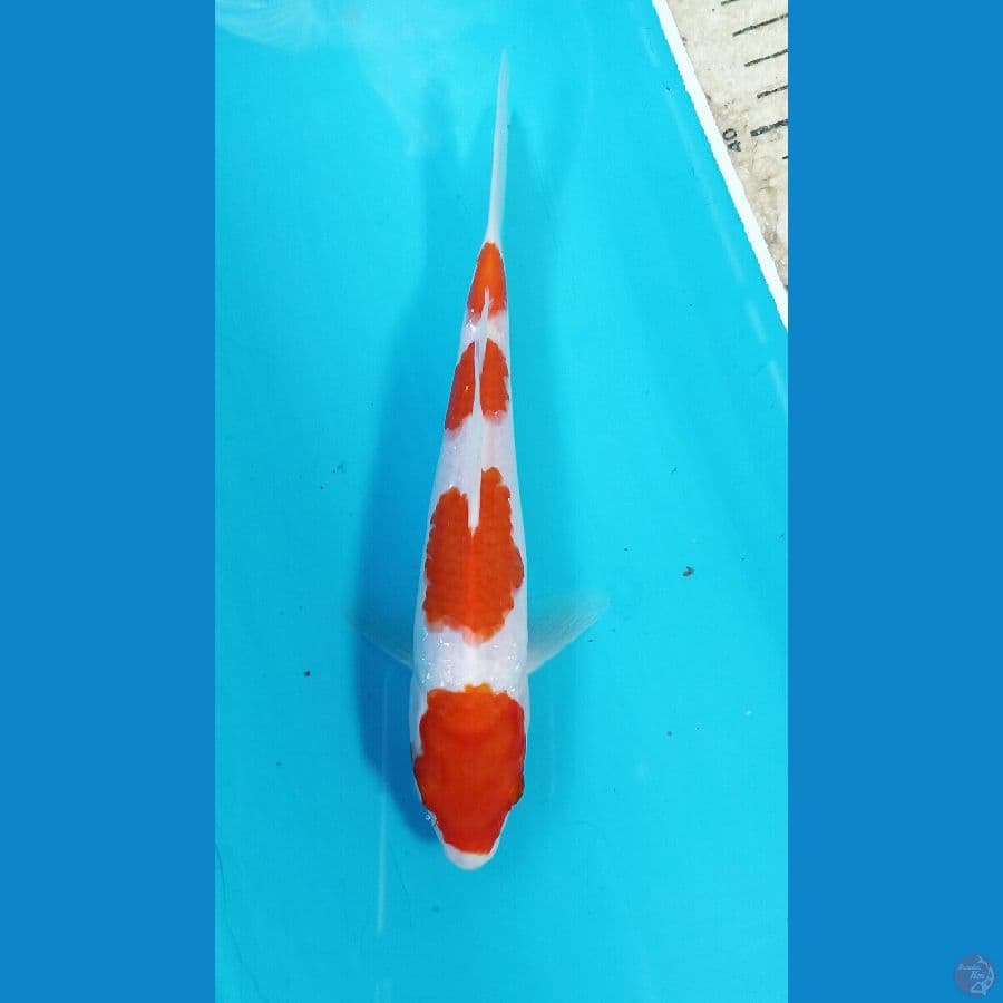 kohaku 20cm