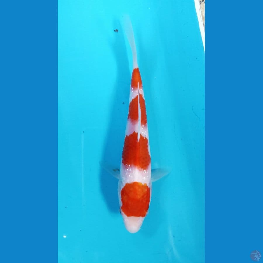 kohaku 17cm