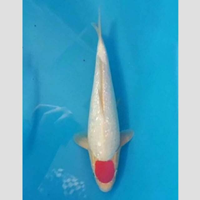 tancho kohaku ginrin full 40bu import