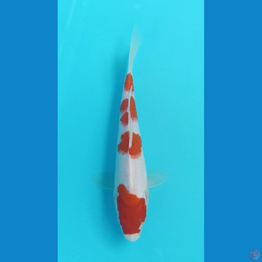 kohaku 23cm