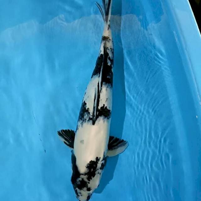 Shiro 48cm