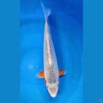 Asagi size 30 cm