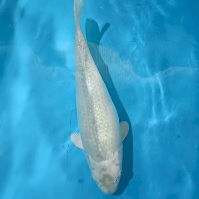 Soragoi 43cm