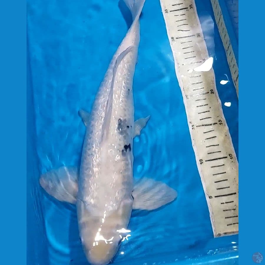 SHIRO GINDRIN TATEGOI 42 CM JANTAN
