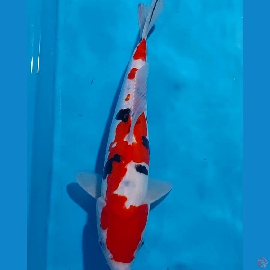 ORIGINAL SANKE DOITSU 30 CM