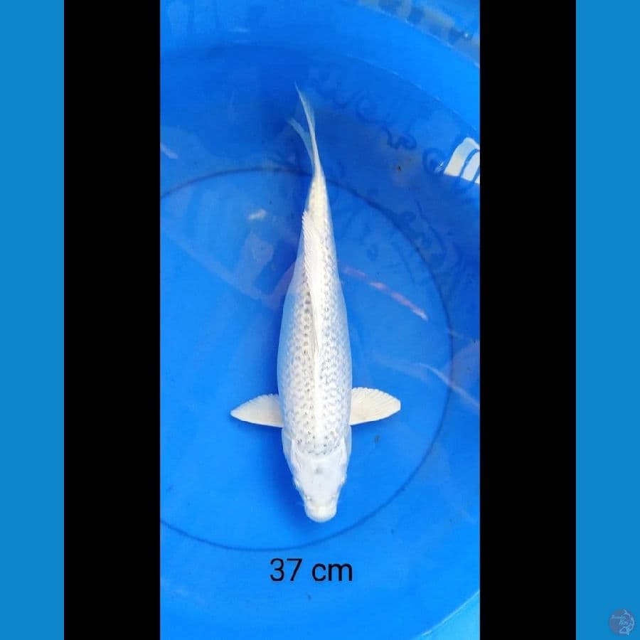 Gin matshuba hinrin 37 cm Fm