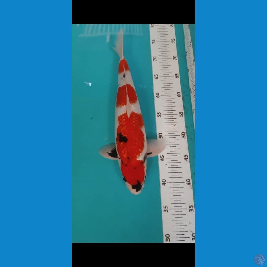 Showa full Ginrin 36cm Jantan