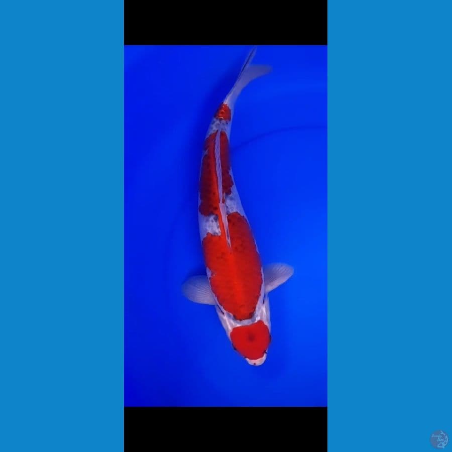 Ghosiki recing 40cm Jantan