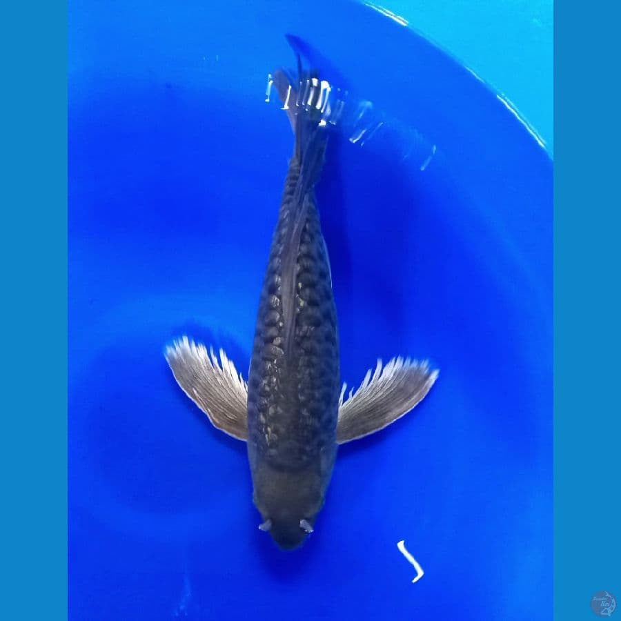 BLACK SORAGHOI KUMPAY