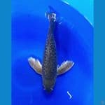 BLACK SORAGHOI KUMPAY