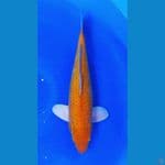 YAMABUKI OGON 39 MALE