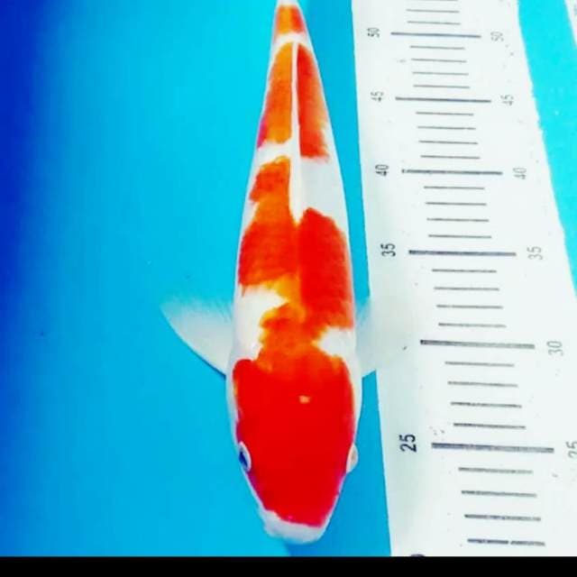 Kohaku inazuma 38cm