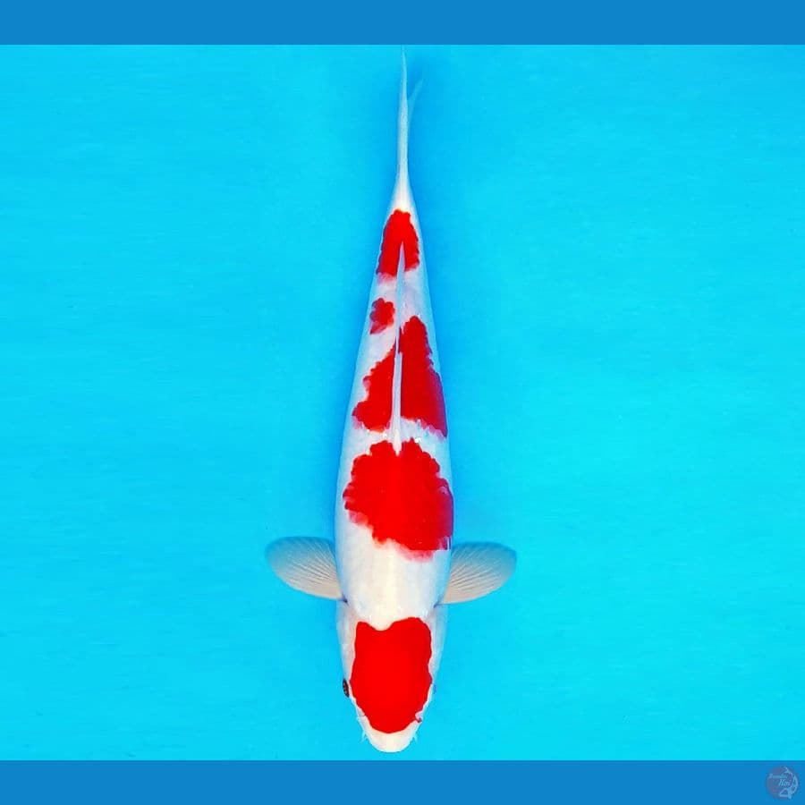 SILK KIMONO 2 ~ KOHAKU 30 cm/male ™