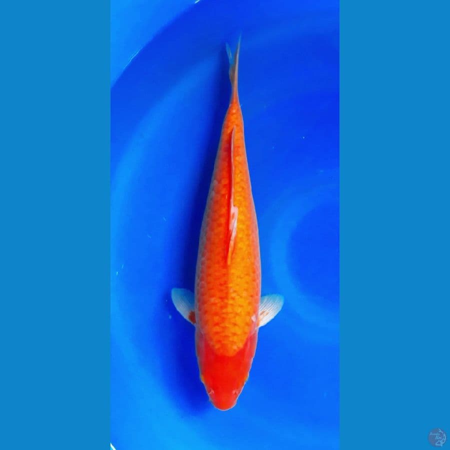 RED KARASHI