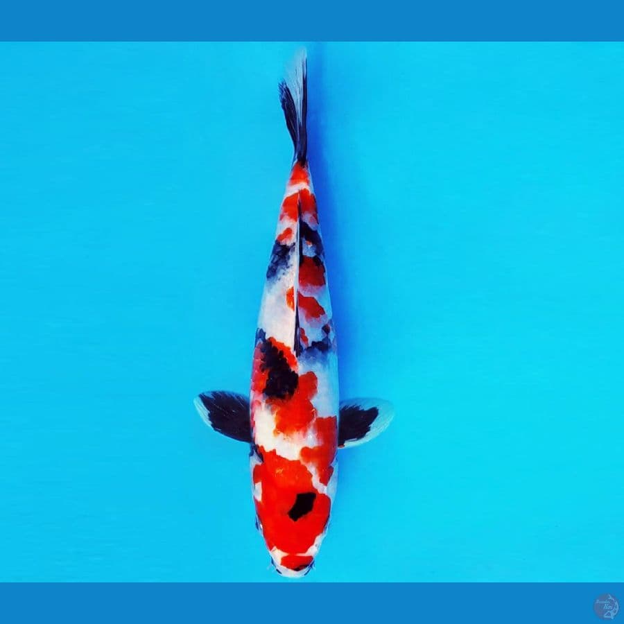 SILK KIMONO 10 ~ SHOWA EVOLUTION 26 cm/male ™