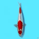 kohaku ginrin 30cm