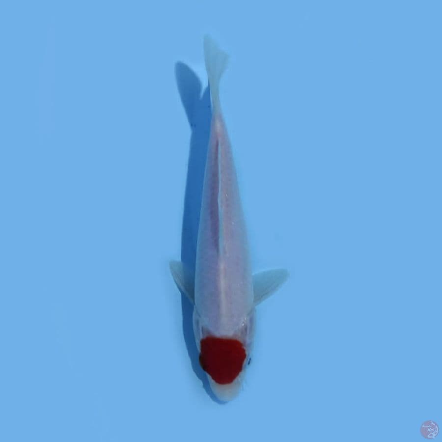 tanco kohaku 20cm