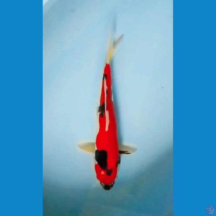37cm Doitsu Hi Showa (F)