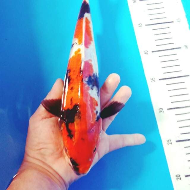 Showa 33cm