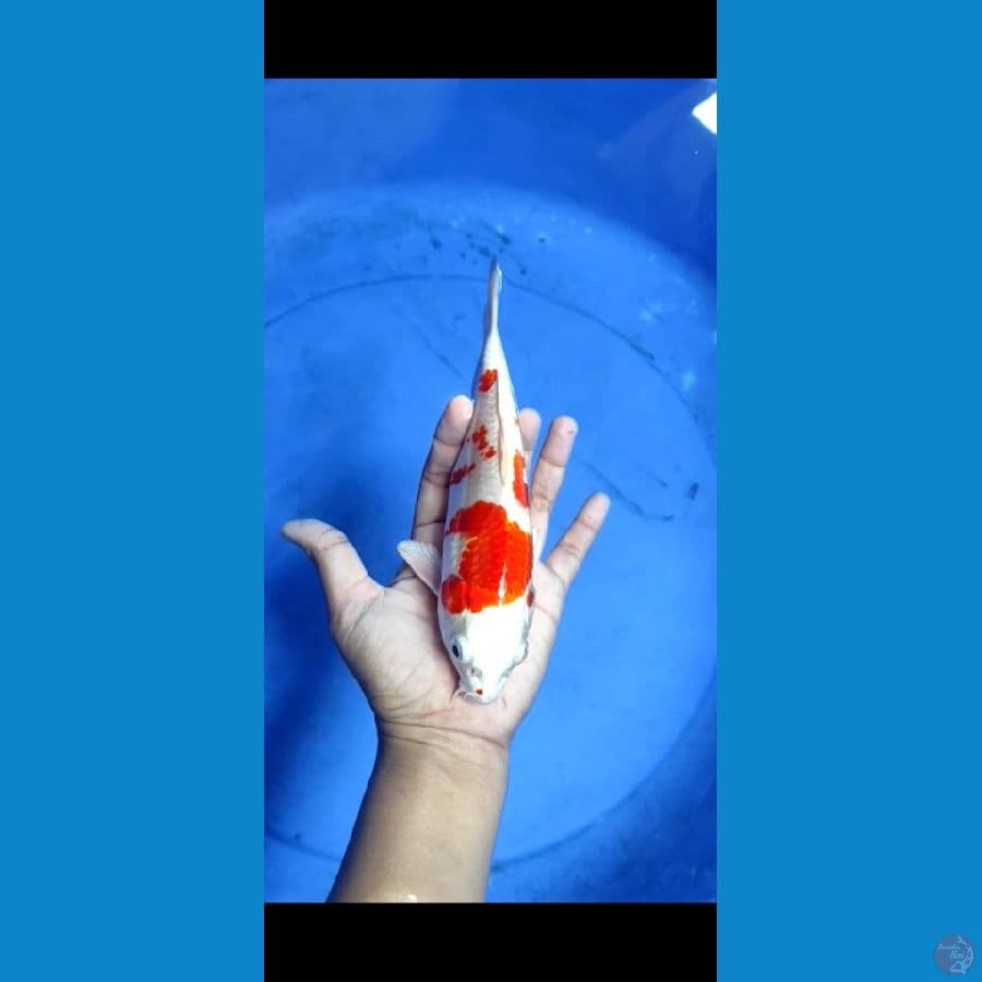 Kohaku Hikari cakep 20 BU