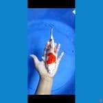 Kohaku Hikari cakep 20 BU