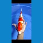 Kohaku hikari body dan warna good