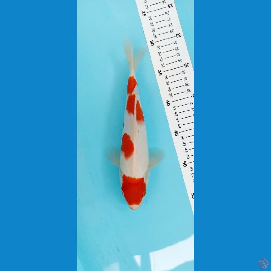 KOHAKU 26cm