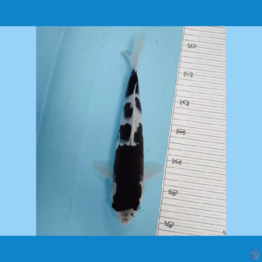 BUDO 30cm Orisinil