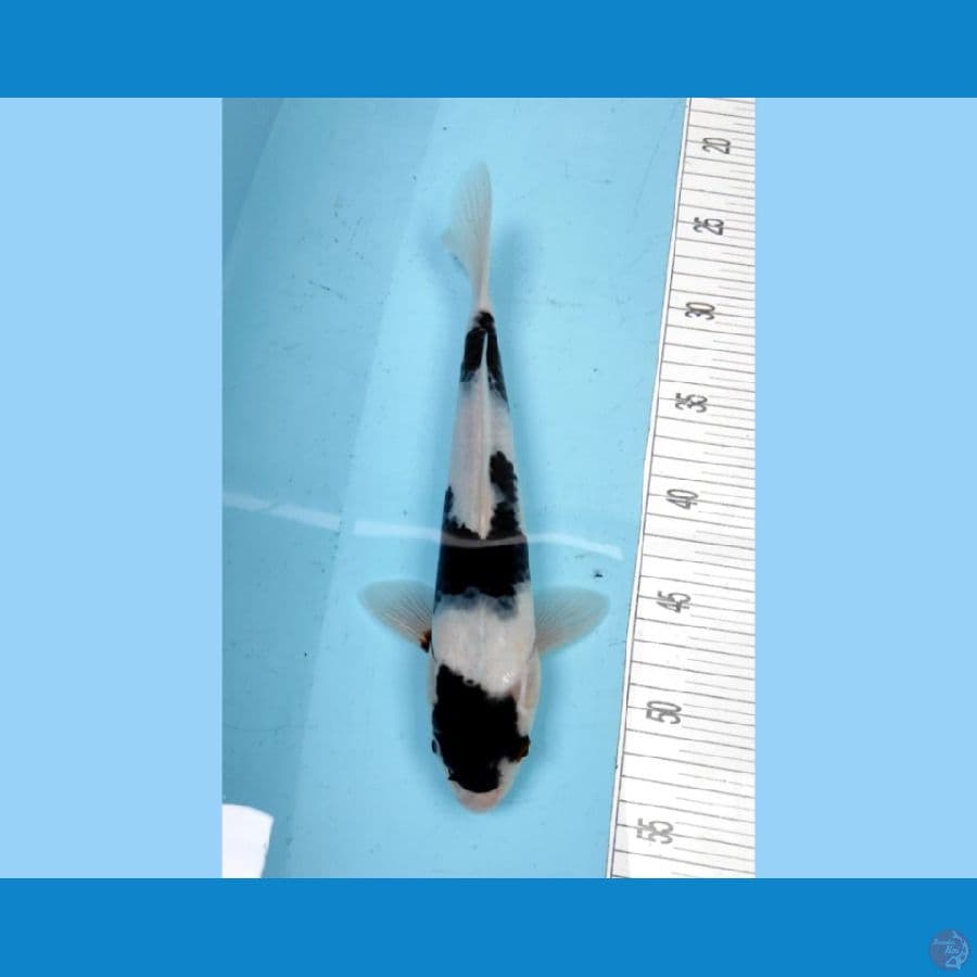 BUDO 30cm