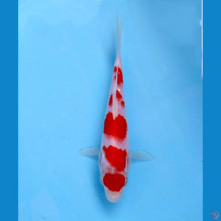 kohaku 16cm