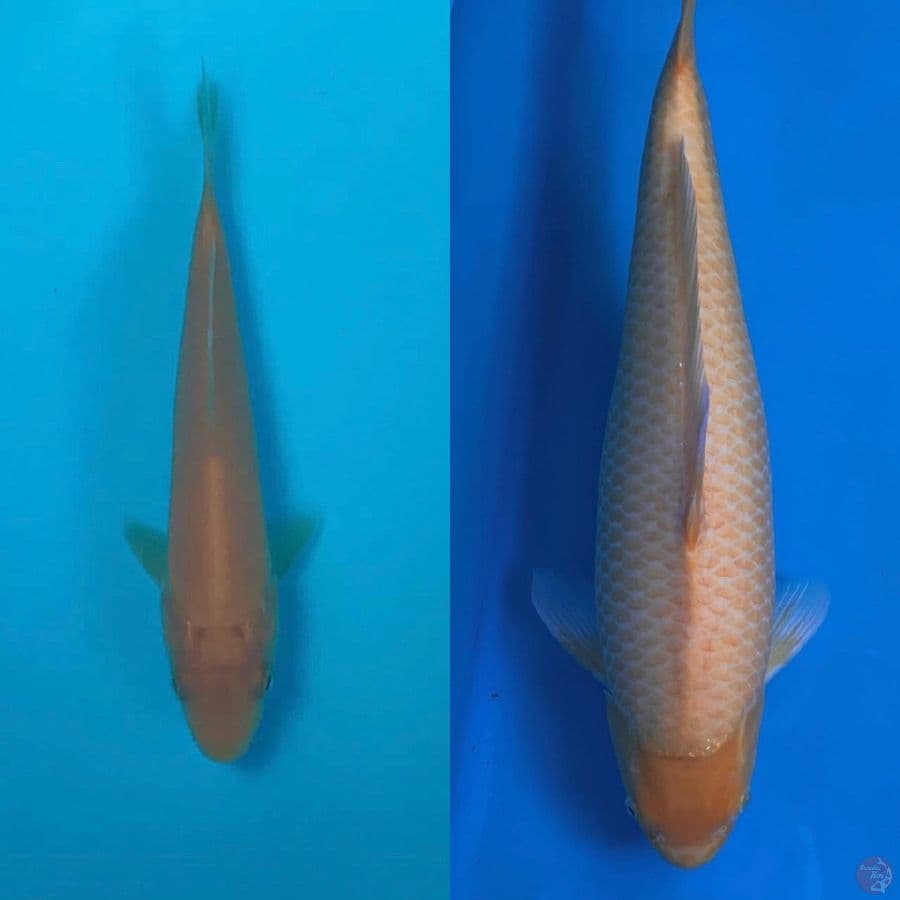 KARASHI IMPORT MATA MERAH 15bu