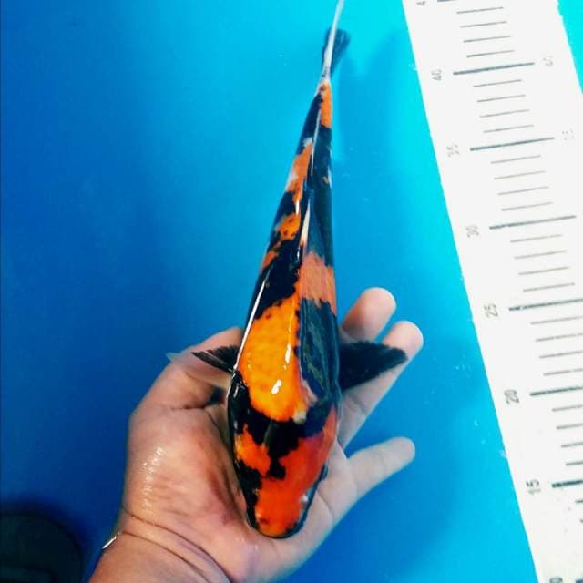 Hi showa 32cm super sumi 