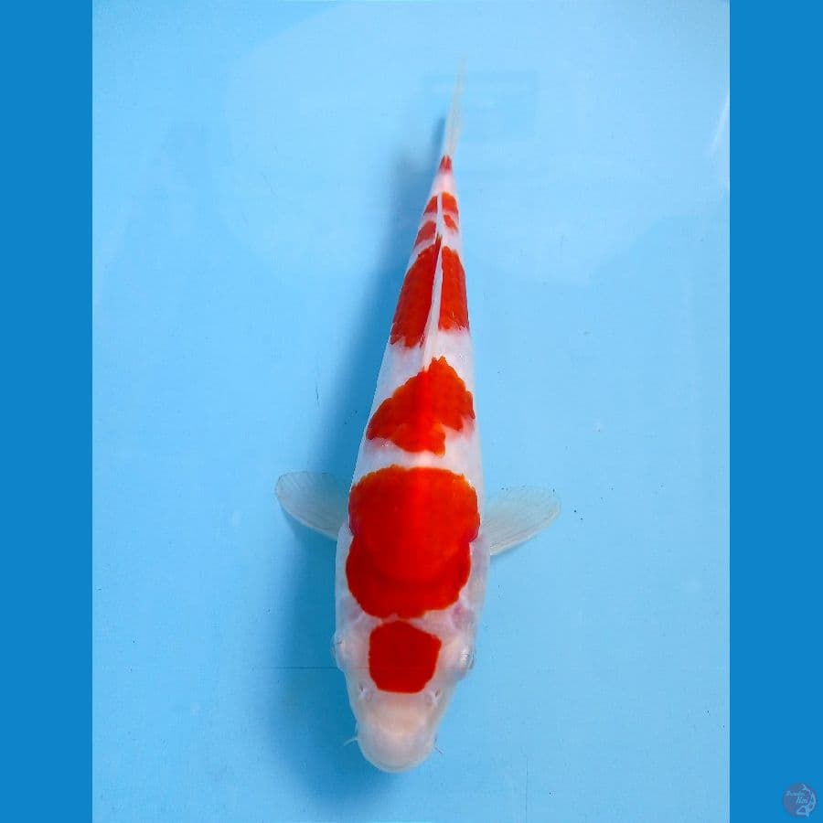 kohaku 25 cm