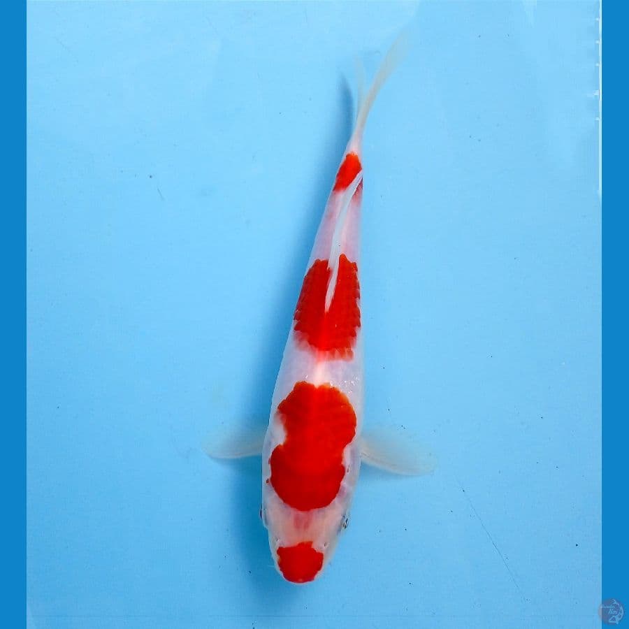kohaku 22 cm
