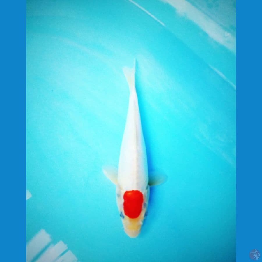 tc kohaku