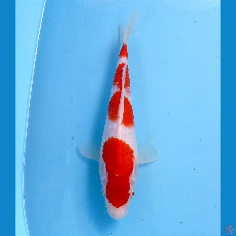 kohaku 23 cm