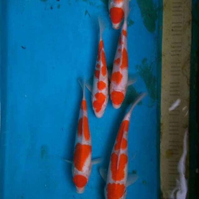 Paket KOHAKU