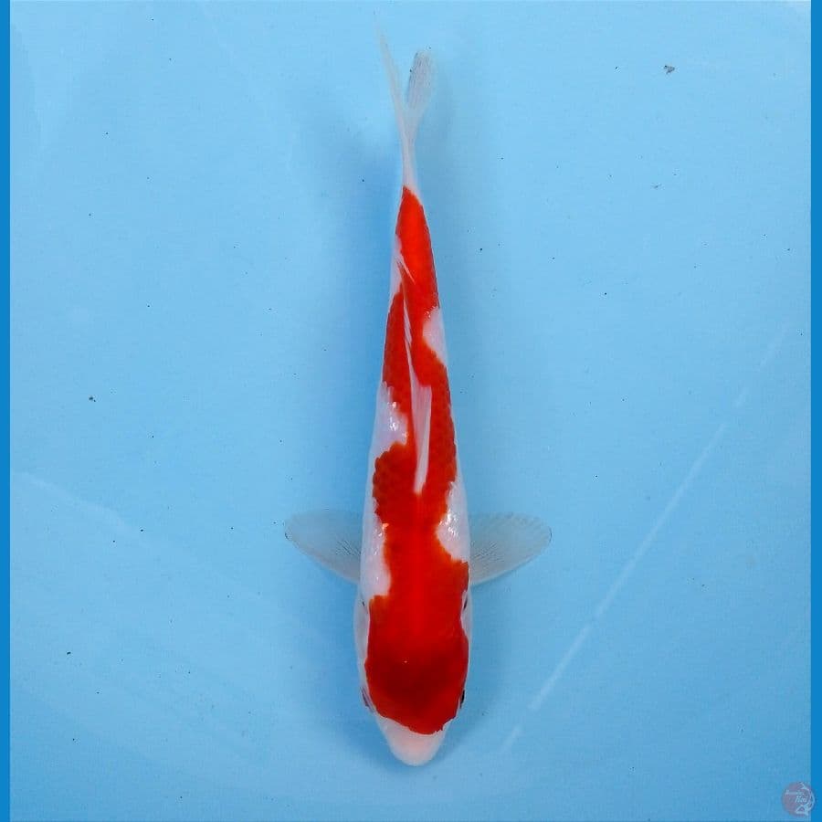 inazuma 20cm