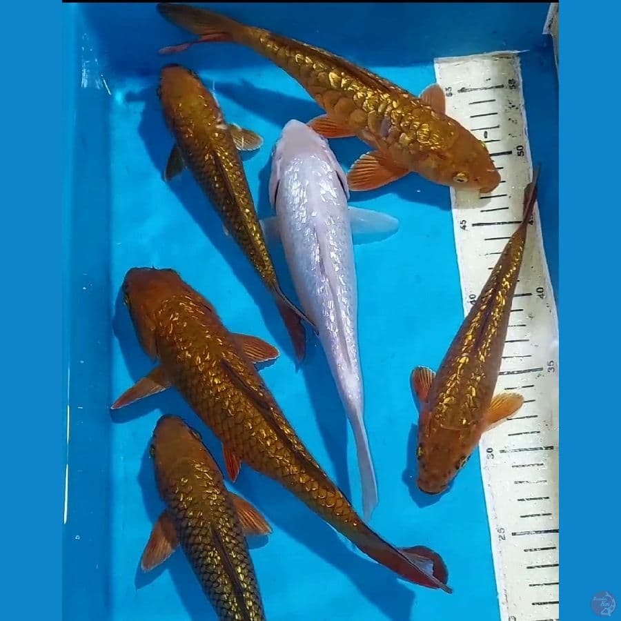 CHAGOI GINRIN+SHIROMUJI GINDRIN QUALITY 21-28 CM