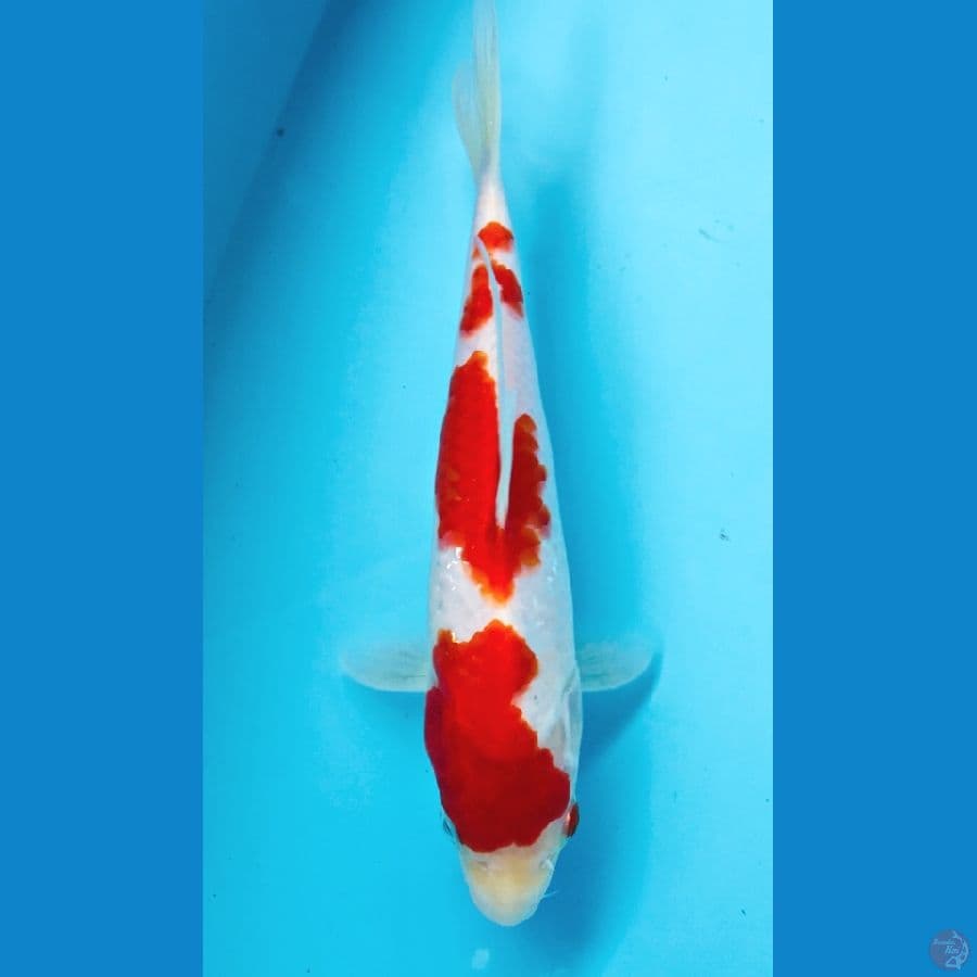 kohaku 22cm