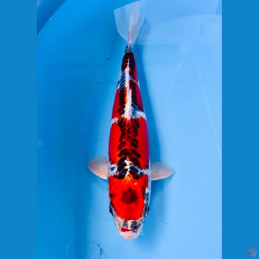 goshiki doitsu 25cm